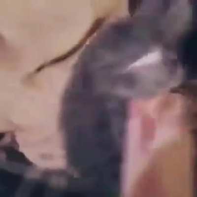 Savage ice cream eating