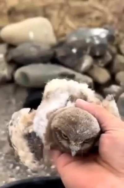 Baby Owls