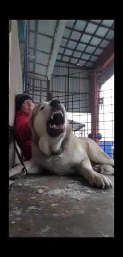 Central Asian Shepherd Dogs is a legendary guardian livestock breed and known to scare away bears and wolves.