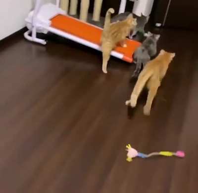 Lmao those cats