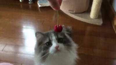 Cat.