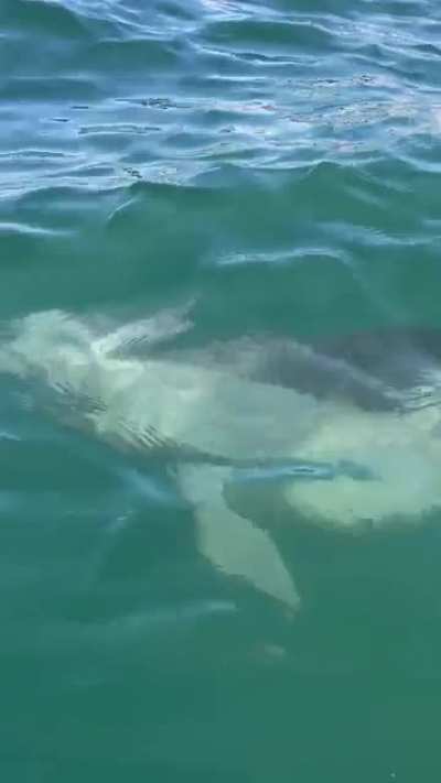 Had a friendly visitor while on a Duffy this weekend