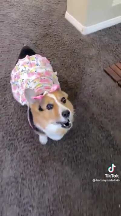 the dogs are cute but this is infuriating