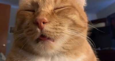 Leo’s sleepy blep