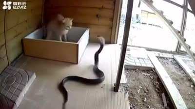 Котик