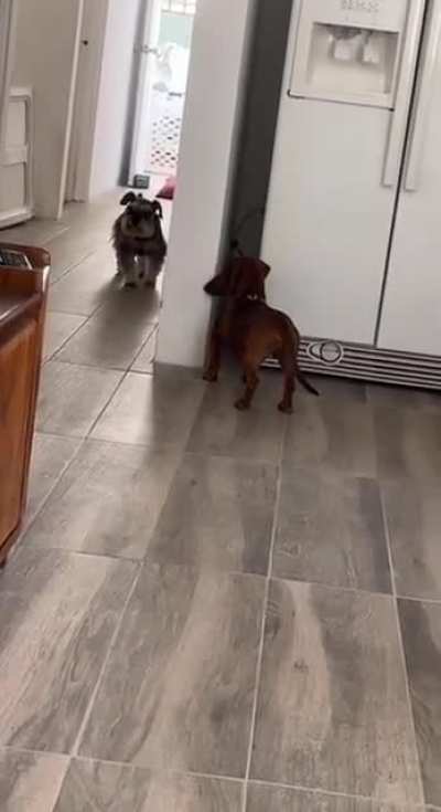Little dachshund seems fully aware of the terrier's point of view and perceptions as he executes his premeditated plan of ambush