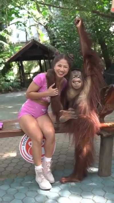 Orangutan Flirting