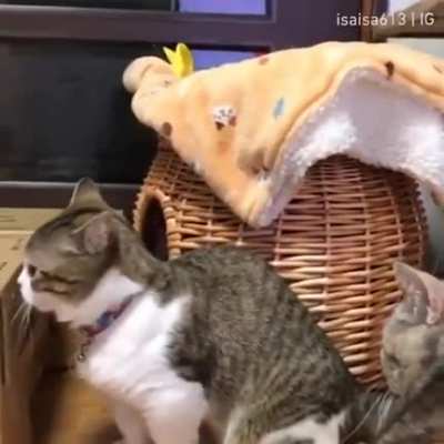 Touch tha Cat