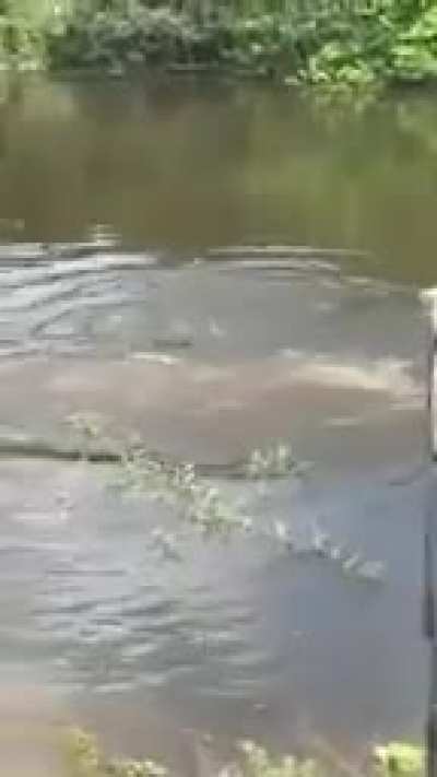 Carai lacoste