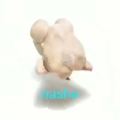 nashe