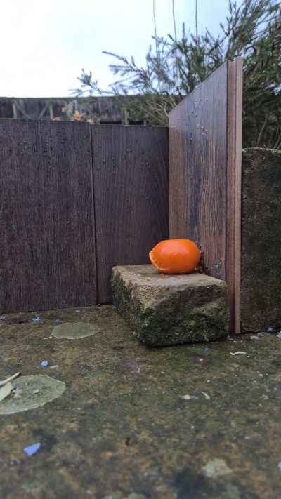 An orange getting blasted , .177 kral nish