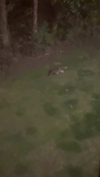 One of the few raccoon sightings I&rsquo;ve had