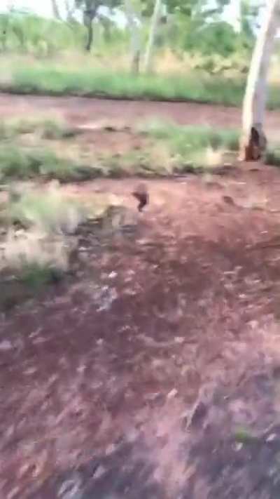 An Aussie manages to keep a lizard in frame, taunting it all the way