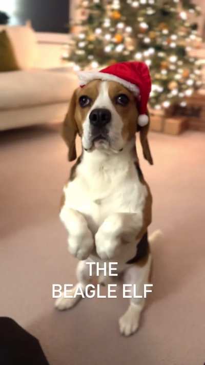 THE BEAGLE ELF 🎄🧝🏼