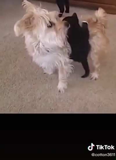 Rodeo