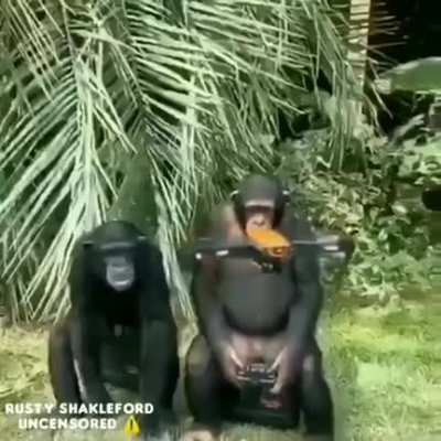 Обратная эволюция