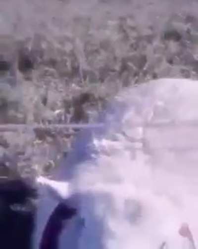 fancam