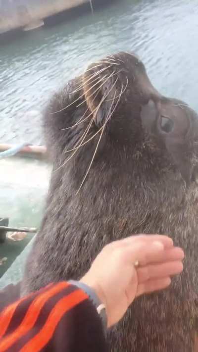 Coco, el lobo marino que se hizo amigo de un marinero.