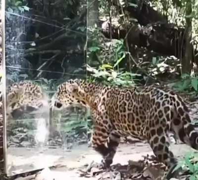 Wild animals reacting to a mirror