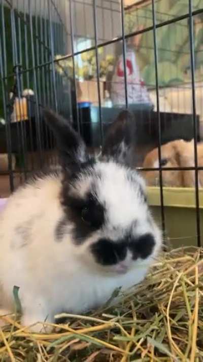 Baby rabbit noms