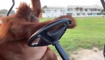 Orangutan do be vibin