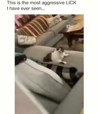 Angry chonk