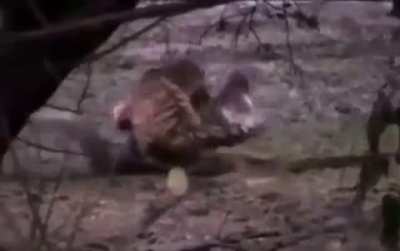 Tiger attacks and kills 14 feet crocodile