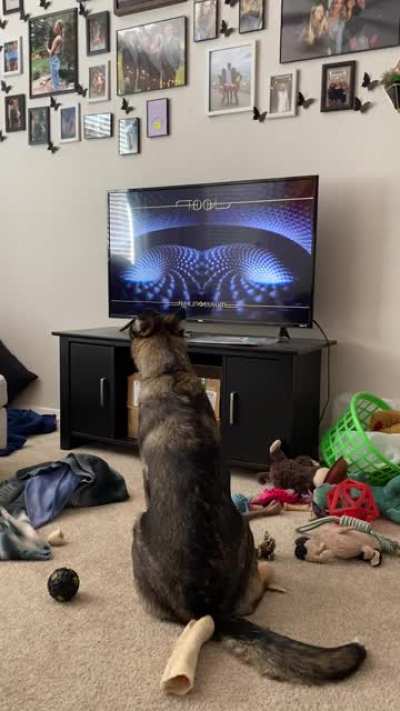 My 5-month old husky/ shepherd mix was entranced with Litanie contre la Peur...gotta start &lsquo;em young!