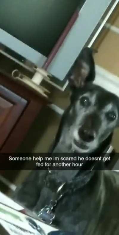 Doggo is hangry (OC)
