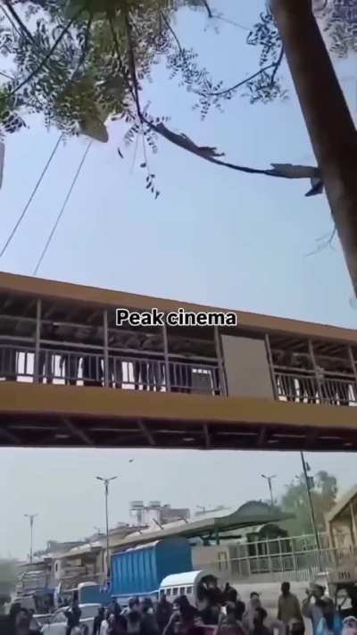 Sanest Pakistani