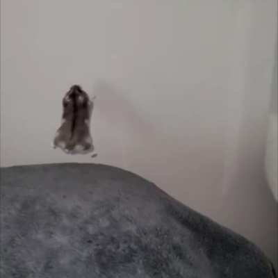 You thought cats! Well, I give you H&Ouml;mpTstErS