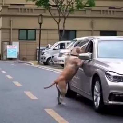 That dog deserves an award!