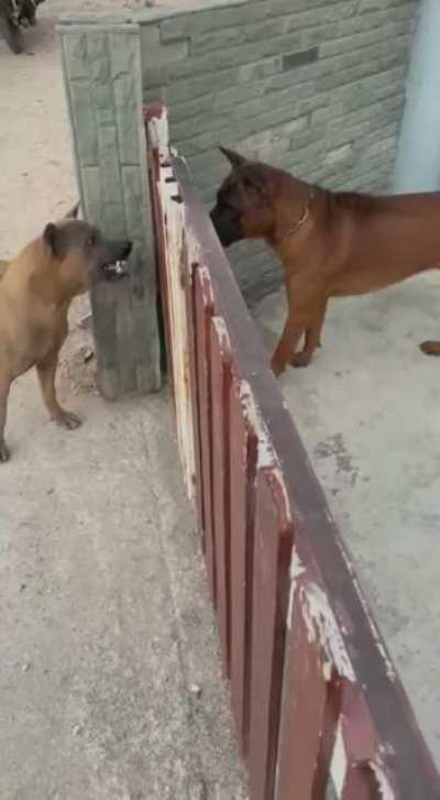 Cachorros