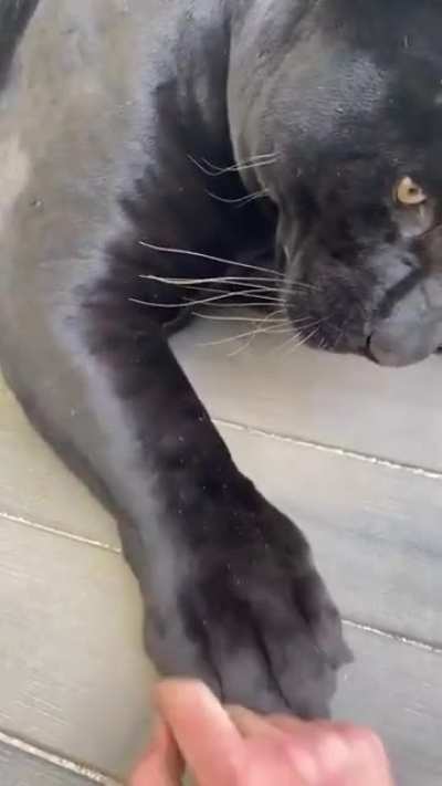 Those paws got my heart