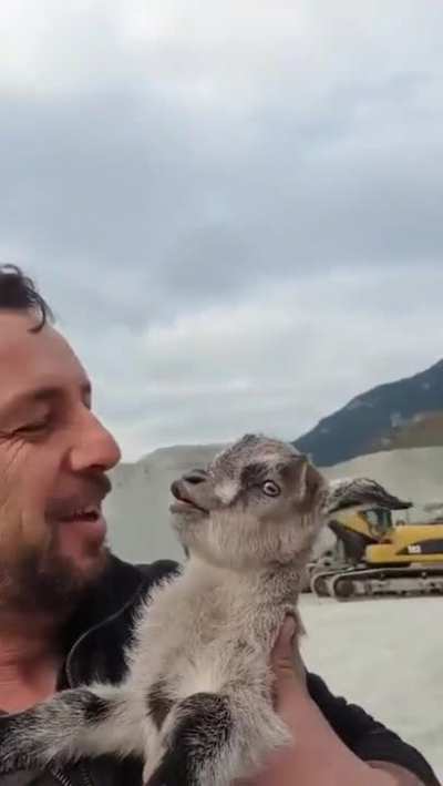Average animal that we love... But with a cut scream