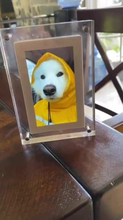 [NO SPOILERS] Jonas in the dog world [xpost from r/eyebleach]