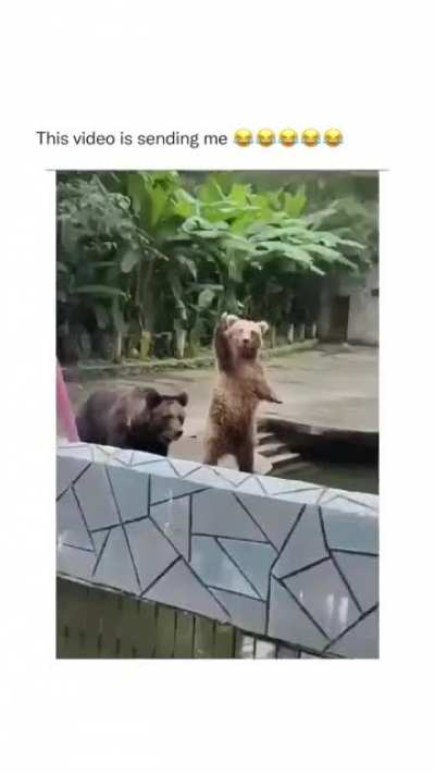 🐻 I&rsquo;m here! 😂