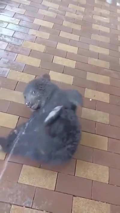 maN uSEs beaR sPRaY to AgAinSt iNnocEnt bEaR