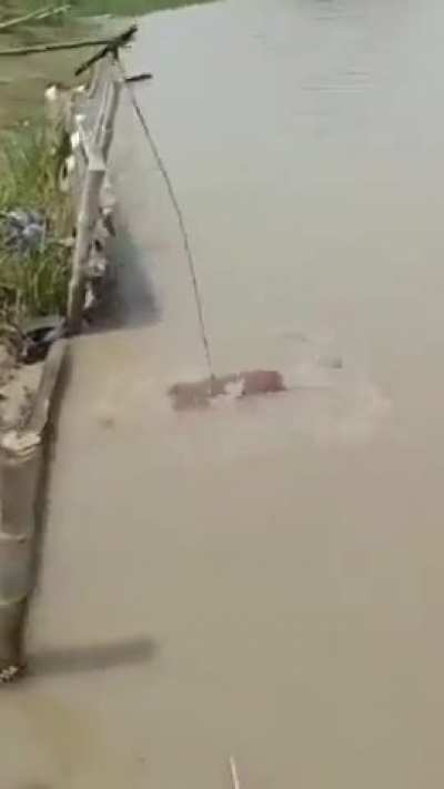 tf is that fish!?!? 