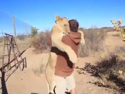 A Lion sees his friend after a long time and hugs him!