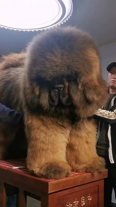 The size of a Tibetan mastiff