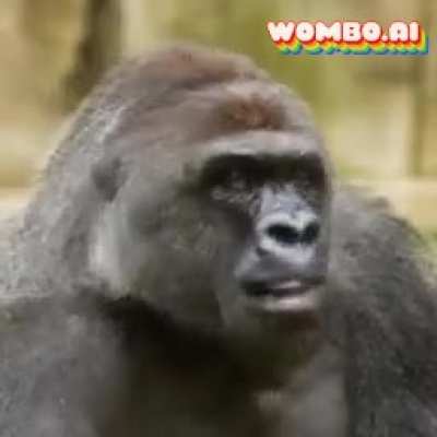 Harambe 1999 - 2016 RIiP