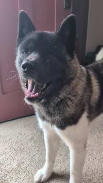 Mr sassy pants (Kiko) had a few things to say this morning