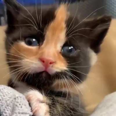 Meow
