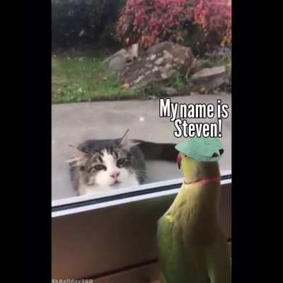 Bamboozled
