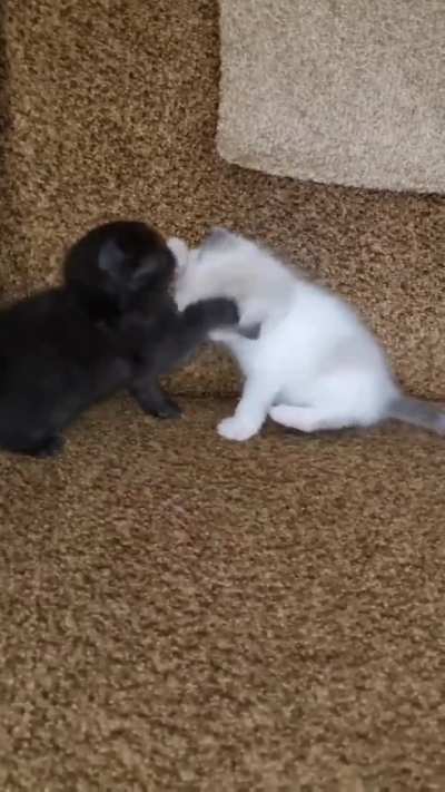 kittens