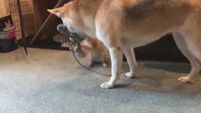 Ava finally convinces a cat to play with her