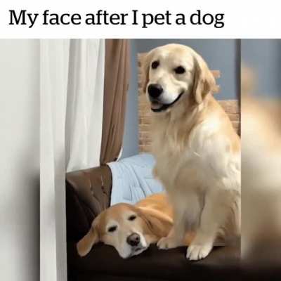 Dog pet dog