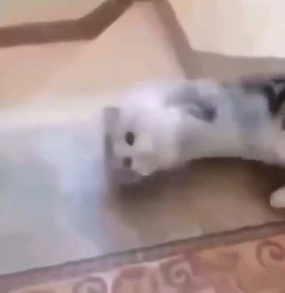 cat dies (extremely emotional 💔💔😢😢)