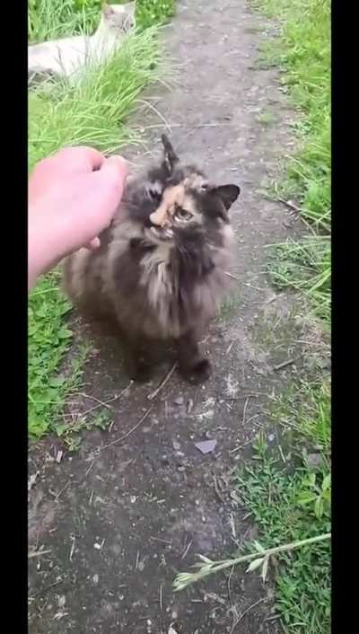 I found this cat and her two sisters during summer 2017. Fast forward to summer 2022, i was able to pet her for the very first time ( the sisters "only" took me 1 year ). Now she's just a friendly fluffy ball.